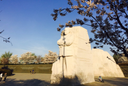 The cherry blossoms near the Martin Luther King Memorial on the morning of March 24, 2016. (Chris Pybing)