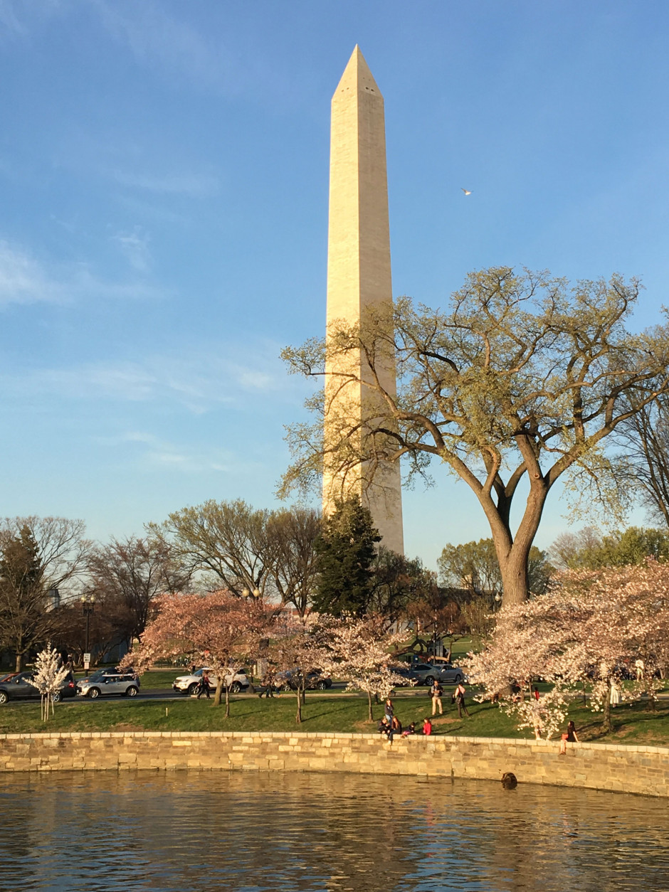 The cherry blossoms on March 23, 2016. (Submitted by WTOP user Debra)