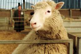 FILE This Tuesday, Feb. 25, 1997 file photo shows seven-month-old Dolly, the genetically cloned sheep, looking towards the camera at the Roslin Institute in Edinburgh, Scotland. Keith Campbell, a prominent biologist who worked on cloning Dolly the sheep, has died at 58, the University of Nottingham said Thursday Oct. 11, 2012. Campbell, who had worked on animal improvement and cloning since 1999, died last Friday  Oct. 5, 2012, university spokesman Tim Utton said. He did not specify the cause of death, only saying that Campbell had worked at the university until his death.   (AP Photo/Paul Clements, File)   UK OUT