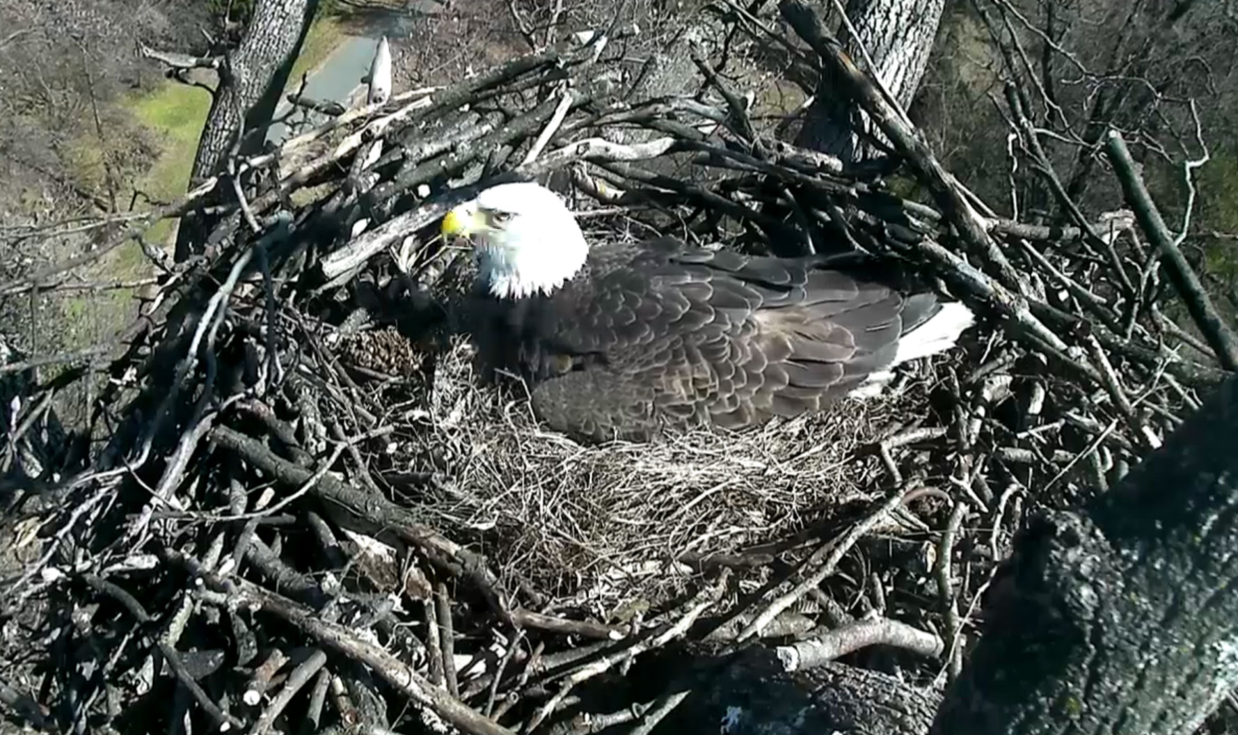 11:30 a.m. Feb. 18: After a short flight, one of the eagles nestles back in. (© 2016 American Eagle Foundation, EAGLES.ORG.)