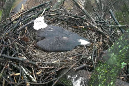 The watch continues. (© 2016 American Eagle Foundation, EAGLES.ORG.)