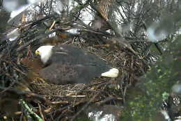 8:33 a.m. Feb. 16, 2016: An eagle protects the nest in the rain and cold.  (© 2016 American Eagle Foundation, EAGLES.ORG.)