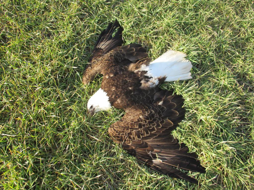 Feds plead for public’s help in case of dead bald eagles