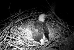 1:10 a.m. Feb. 18: One of the eagles awakens in the nest overnight. (© 2016 American Eagle Foundation, EAGLES.ORG.)
