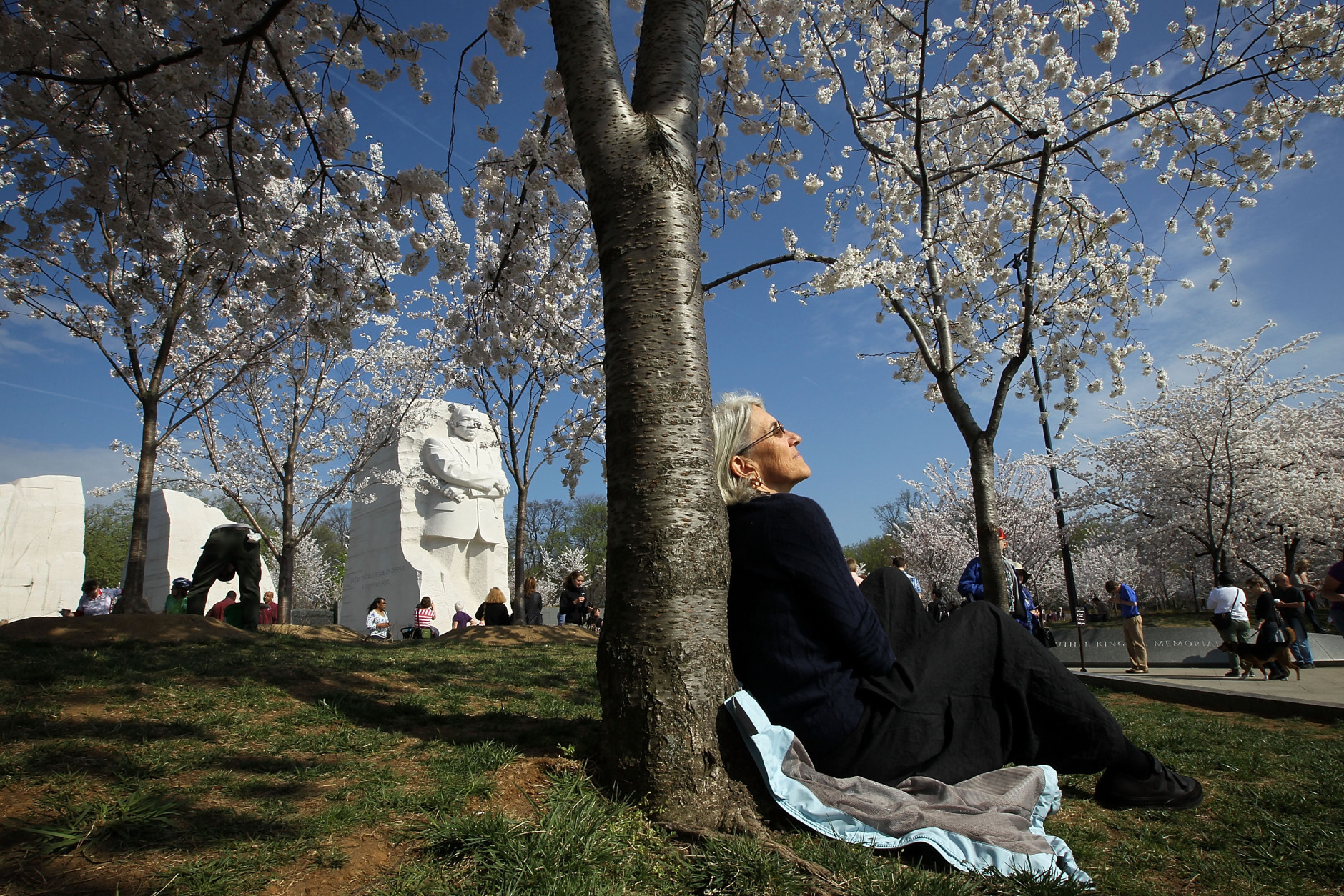 WASHINGTON, DC - MARCH 19:  Kitty Stoner of Annapolis, Maryland, sits against a tree in the warm weather as cherry trees blossom near the Tidal Basin March 19, 2012 in Washington, DC. This year marks the one hundredth anniversary of the cherry trees, which were originally a gift from Japan and werer planted on the National Mall.  (Photo by Alex Wong/Getty Images)
