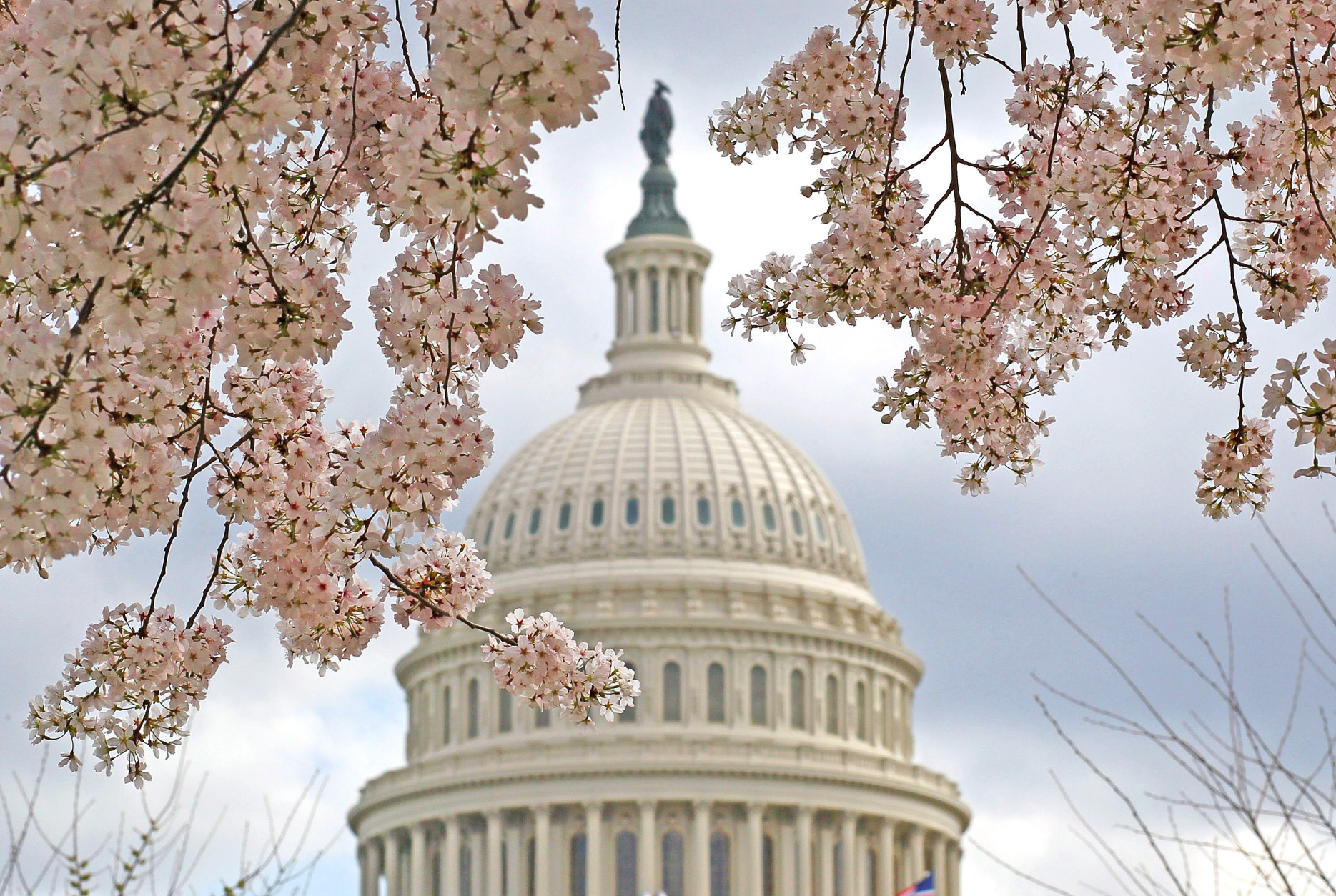 WASHINGTON, DC - MARCH 19:  A cherry tree is in full bloom in front of the U.S. Capitol on March 19, 2012 in Washington, DC. Unseasonably warm weather has caused Washington's spring flowers and the famous cherry blossoms to bloom early.  (Photo by Mark Wilson/Getty Images)