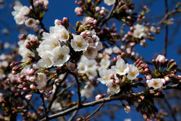 WASHINGTON, DC - APRIL 03:  Cherry blossoms slowly start to open around the Tidal Basin as a colder-than-normal March and chilly April has delayed the beginning of the cherry blossom season in the nation's capital April 3, 2013 in Washington, DC. Peak bloom was originally predicted between March 26 and March 30, with the revised prediction moving to April 6-10.  (Photo by Win McNamee/Getty Images)