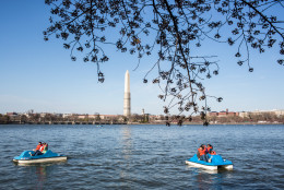 WASHINGTON, DC - APRIL 7: People cruise on paddle boats around the Tidal Basin where cherry trees are just beginning to bloom on April 7, 2013 in Washington, DC. The blossoms are late this year, a result of a cooler than average spring. (Photo by Brendan Hoffman/Getty Images)