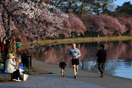 WASHINGTON, DC - APRIL 08:  Cherry blossoms bloom on the edge of the Tidal Basin after a colder than normal March and chilly April delayed the beginning of the cherry blossom season in the nation's capital April 8, 2013 in Washington, DC. Peak bloom was originally predicted between March 26 and March 30th, with the revised prediction moving to April 6-10.  (Photo by Win McNamee/Getty Images)