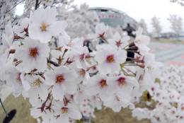 WASHINGTON, DC - APRIL 09:  Cherry blossoms bloom outside of Nationals Park before a baseball against between the Washington Nationals and the New York Mets on April 9, 2015 in Washington, DC.  (Photo by Mitchell Layton/Getty Images)