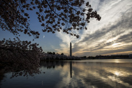 WASHINGTON, DC - APRIL 11:
Cherry blossoms along the Tidal Basin, April 11, 2015 in Washington, DC.  (Drew Angerer/Getty Images)