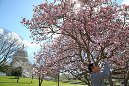 A tourist takes a picture of a blooming Magnolia tree on the grounds of the U.S. Capitol on March 18, 2016 in Washington, D.C. (Photo by Mark Wilson/Getty Images)