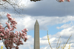The Washington Monument can be seen through Magnolia trees that are blooming near the Jefferson Memorial on March 18, 2016 in Washington, D.C.  (Photo by Mark Wilson/Getty Images)