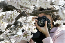 WASHINGTON - APRIL 5: Rosario Ponte, of Alexandria, Virginia photographs the cherry tree blossoms that circle the Tidal Basin as the trees began to bloom April 5, 2005 in Washington. The National Cherry Blossom Festival -- a celebration to commemorate the 1912 gift of 3,000 Yoshino cherry trees from Japan -- will run until April 10. Originally from Venezuela, Ponte has been photographing the annual bloom for the past 30 years. She said it is her dream to be good enough to shoot photos for the National Geographic magazine. (Photo by Chip Somodevilla/Getty Images)