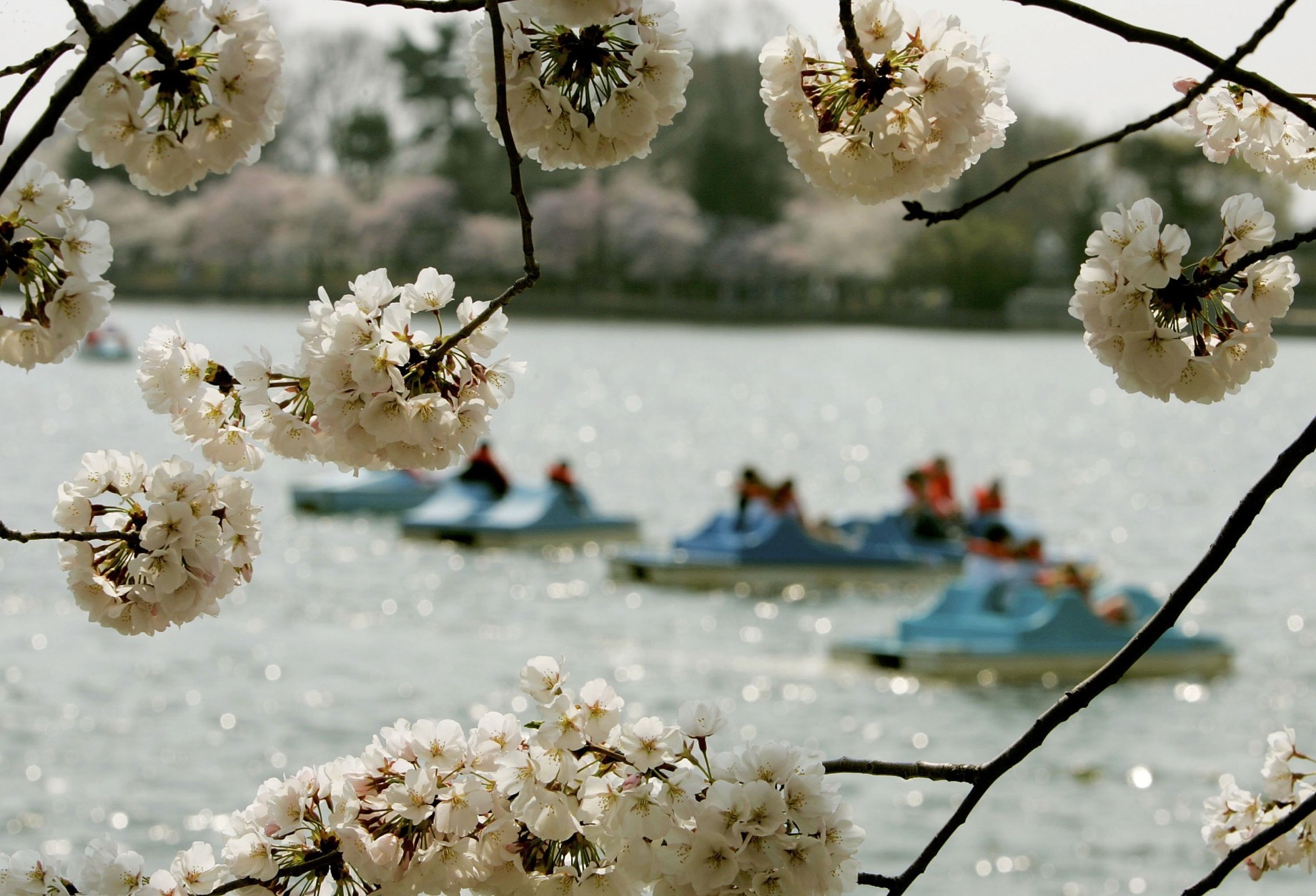 National Park Service revises peak Cherry blossom bloom dates 