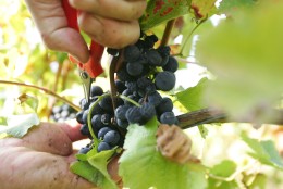 BINGEN, GERMANY - OCTOBER 09:  A field worker uses a knife to pick pinot noir grapes during a harvest in a vineyard at Rochus mountain on October 9, 2007 in Bingen at Rhine, Germany. A winegrower said that this harvest will be a good class of yield and quality.  (Photo by Andreas Rentz/Getty Images)
