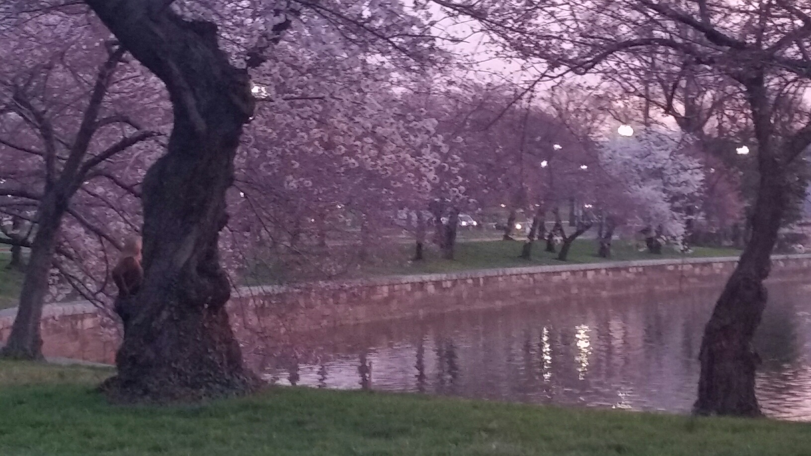 The cherry blossoms on the morning of March 23, 2016. (WTOP/Kathy Stewart)