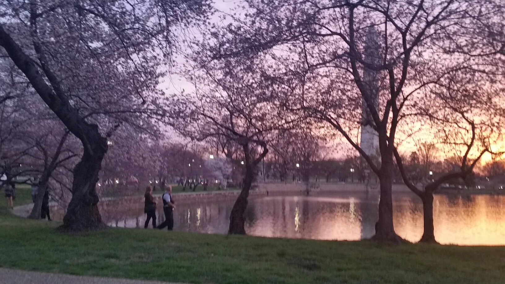 The cherry blossoms on the morning of March 23, 2016. (WTOP/Kathy Stewart)