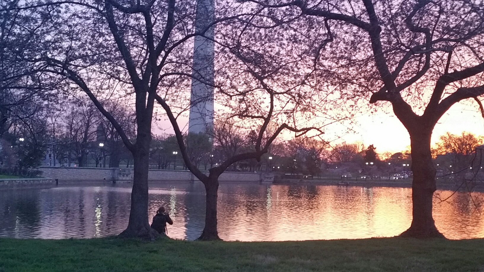 Cherry blossom watch: Weekend could bring cold weather, change in peak bloom
