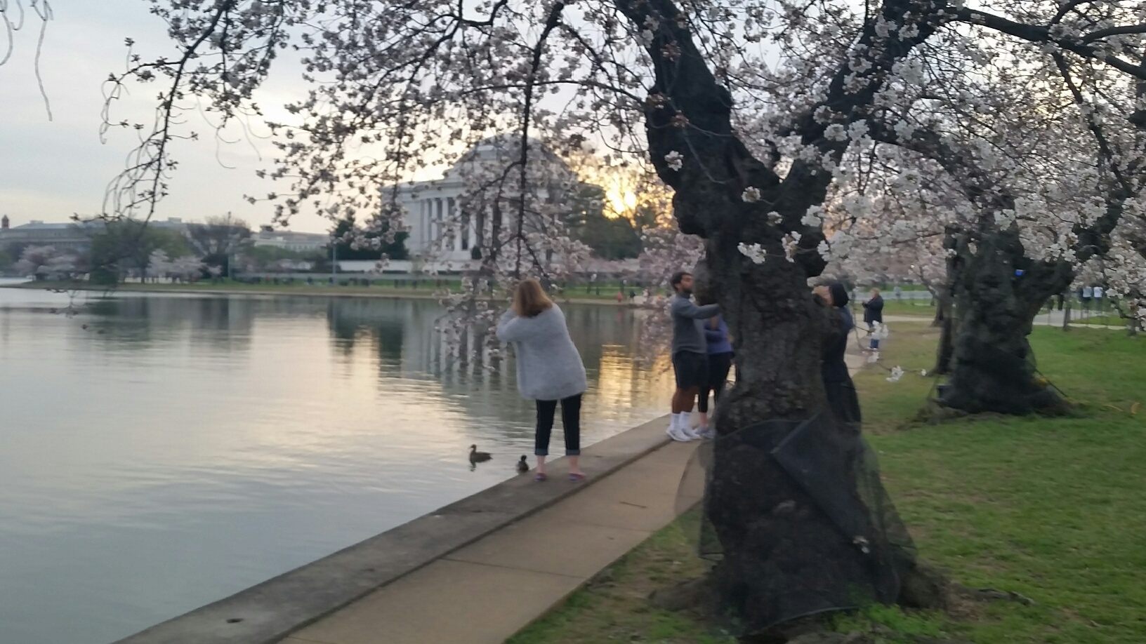 A visitor takes pictures of the cherry blossoms on the morning of March 23, 2016. (WTOP/Kathy Stewart)