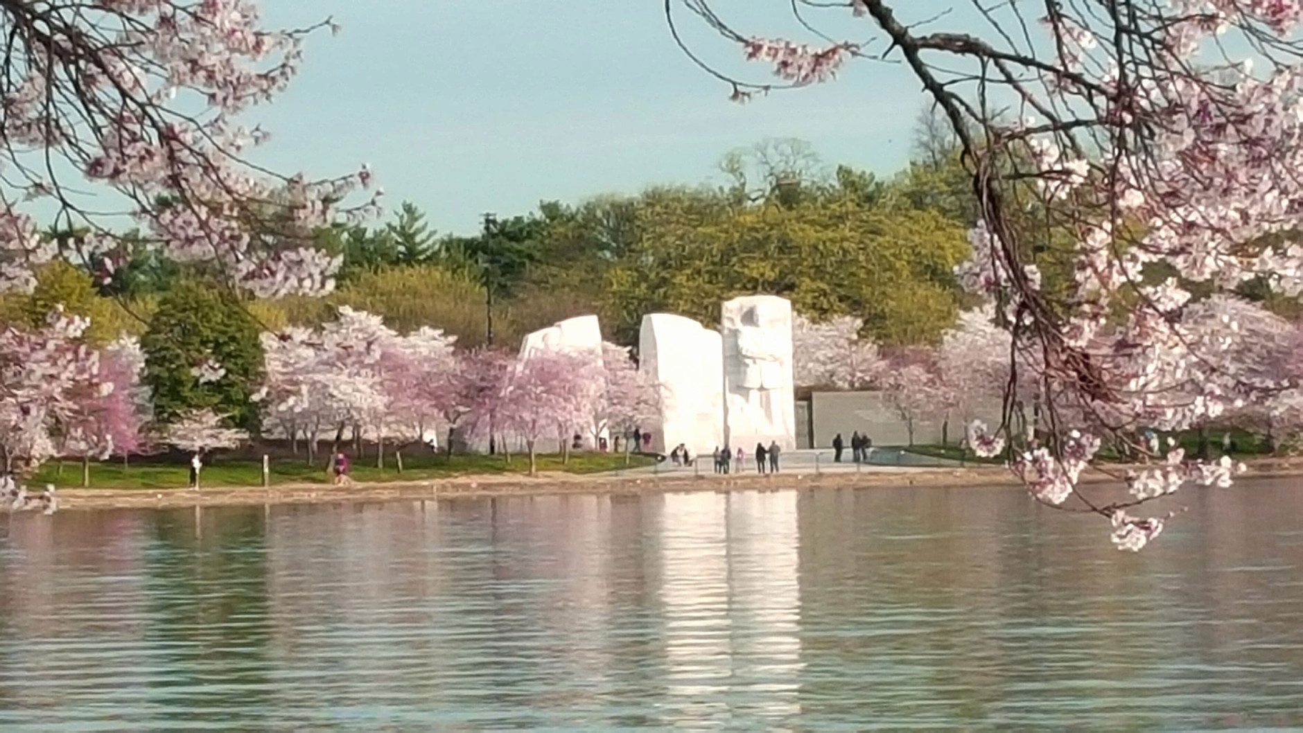 The cherry blossoms on March 23, 2016. (Mariarita Berman)