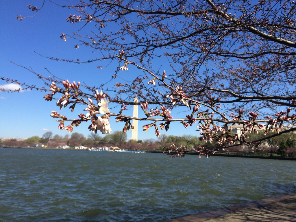 Cherry blossom trees on March 22, 2016. (WTOP/Nick Iannelli)