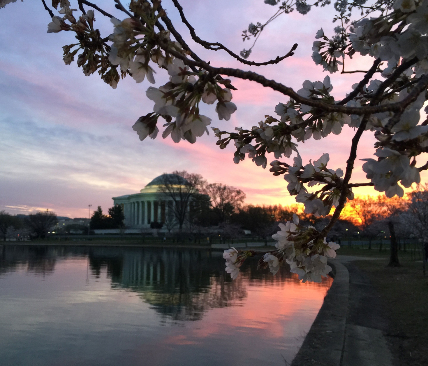 The cherry blossoms at sunrise. (Joy Waltzer Price)