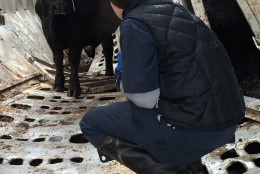 A trailer carrying cattle crashed on Interstate 81 in Virginia on Monday, Feb. 15, 2016. A veterinarian is assessing one of the cattle still inside. A Presidents Day snow storm led to treacherous road conditions in the D.C. region. (Virginia State Police).