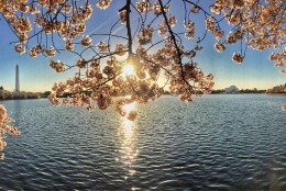 Sunrise over Cherry Blossoms at the Tidal Basin. (Sent via WTOP app by WTOP user)