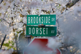 The Yoshino Cherry lined median strip of Brookside Drive is a must-see when the trees are in peak bloom. (WTOP/Dave Dildine)