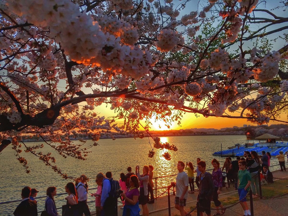 Photos: D.C.’s Cherry Blossoms 2016