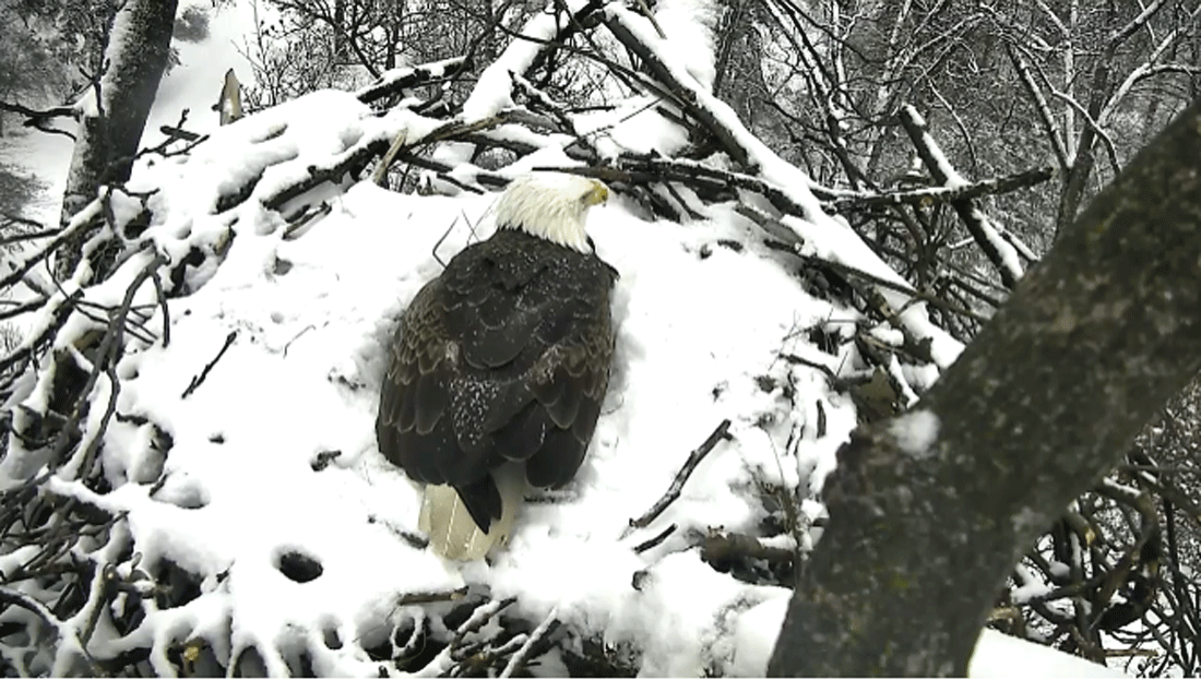 Viewers from around the world have been watching the pair via two live-streaming high-definition video cameras. (© 2016 American Eagle Foundation, EAGLES.ORG.)