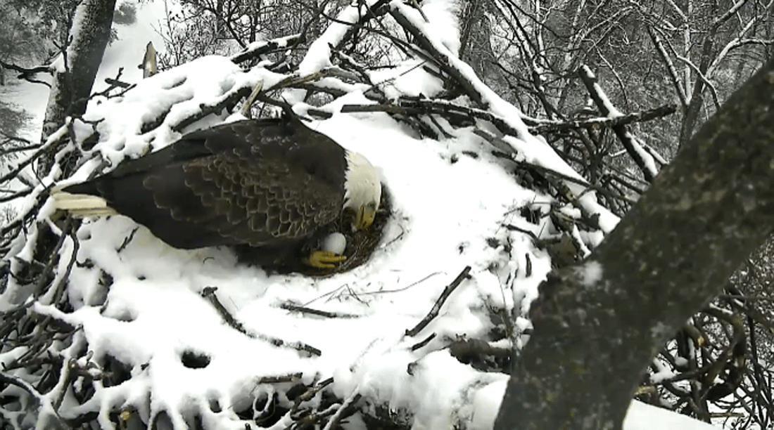 2 p.m., Feb. 15, 2016: The eagle adjusts the eggs in the nest at the National Arboretum. (© 2016 American Eagle Foundation, EAGLES.ORG.)