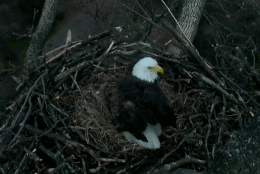 A breezy Wednesday afternoon doesn't seem to bother this eagle. (© 2016 American Eagle Foundation, EAGLES.ORG.)