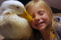 A 5-year-old in Maine has an inseparable bond with her duck. She believes she is the duck's mom, and vice versa. (Courtesy CBS News)