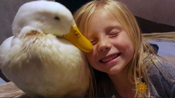 A 5-year-old in Maine has an inseparable bond with her duck. She believes she is the duck's mom, and vice versa. (Courtesy CBS News)