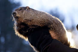 Groundhog Club handler John Griffiths holds Punxsutawney Phil, the weather predicting groundhog, during the annual celebration of Groundhog Day on Gobbler's Knob in Punxsutawney, Pa., Tuesday, Feb. 2, 2016. Phil's handlers said that the groundhog has forecast Winter has ended. (AP Photo/Keith Srakocic)