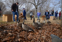 Feathers thrashed as the geese were released in Belle Haven, Virginia Monday. (WTOP/Kristi King)