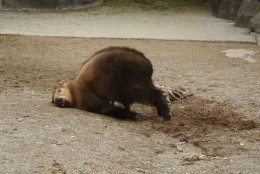 Dale the Takin at the Cincinnati Zoo is 8 months old and "clearly very mature for his age." Check out the video of Takin chasing his tail and flopping to the ground. (Courtesy Cincinnati Zoo)