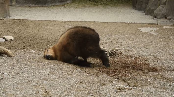 Dale the Takin at the Cincinnati Zoo is 8 months old and "clearly very mature for his age." Check out the video of Takin chasing his tail and flopping to the ground. (Courtesy Cincinnati Zoo)