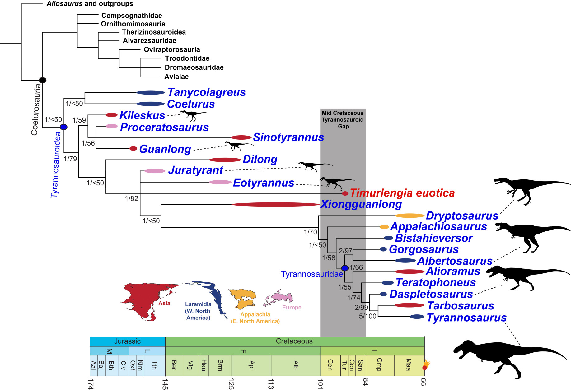 Family tree showing the interrelationships of most known species of tyrannosaurs. Geological stages and ages (in million years) at the bottom. The new tyrannosaur Timurlengia euotica is highlighted in red. (Courtesy Proceedings of the National Academy of Sciences)