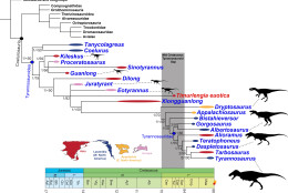 Family tree showing the interrelationships of most known species of tyrannosaurs. Geological stages and ages (in million years) at the bottom. The new tyrannosaur Timurlengia euotica is highlighted in red. (Courtesy Proceedings of the National Academy of Sciences)