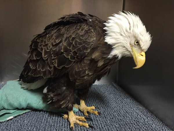 "Trust," the bald eagle is recovering at the Owl Moon Raptor Center in Maryland. (Courtesy Montgomery County Police Department)