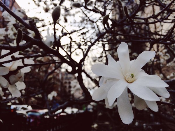 Spring is in bloom in Foggy Bottom. (Courtesy Marie Maroun)