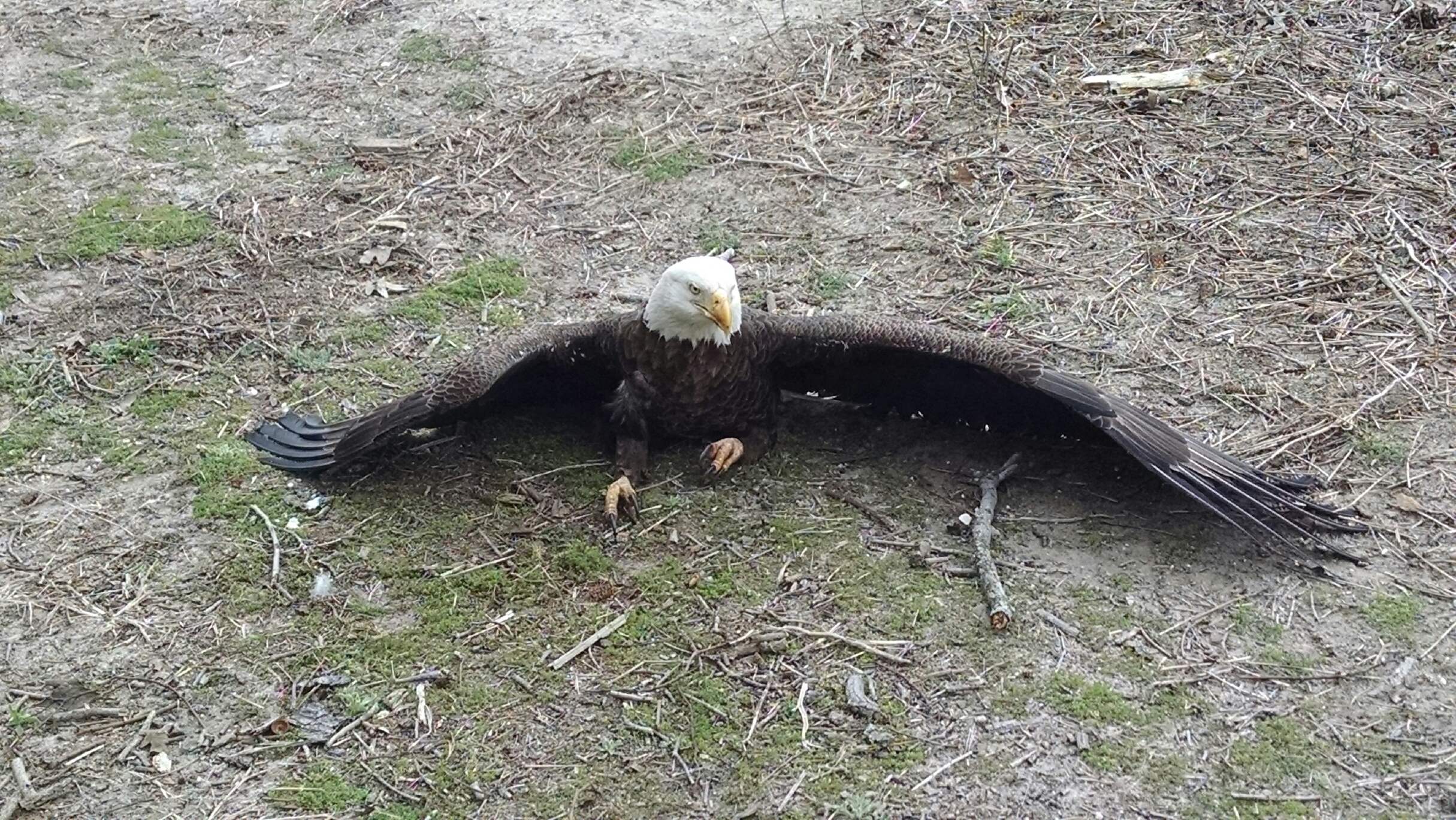 Five eagles dead, several others sick in Delaware