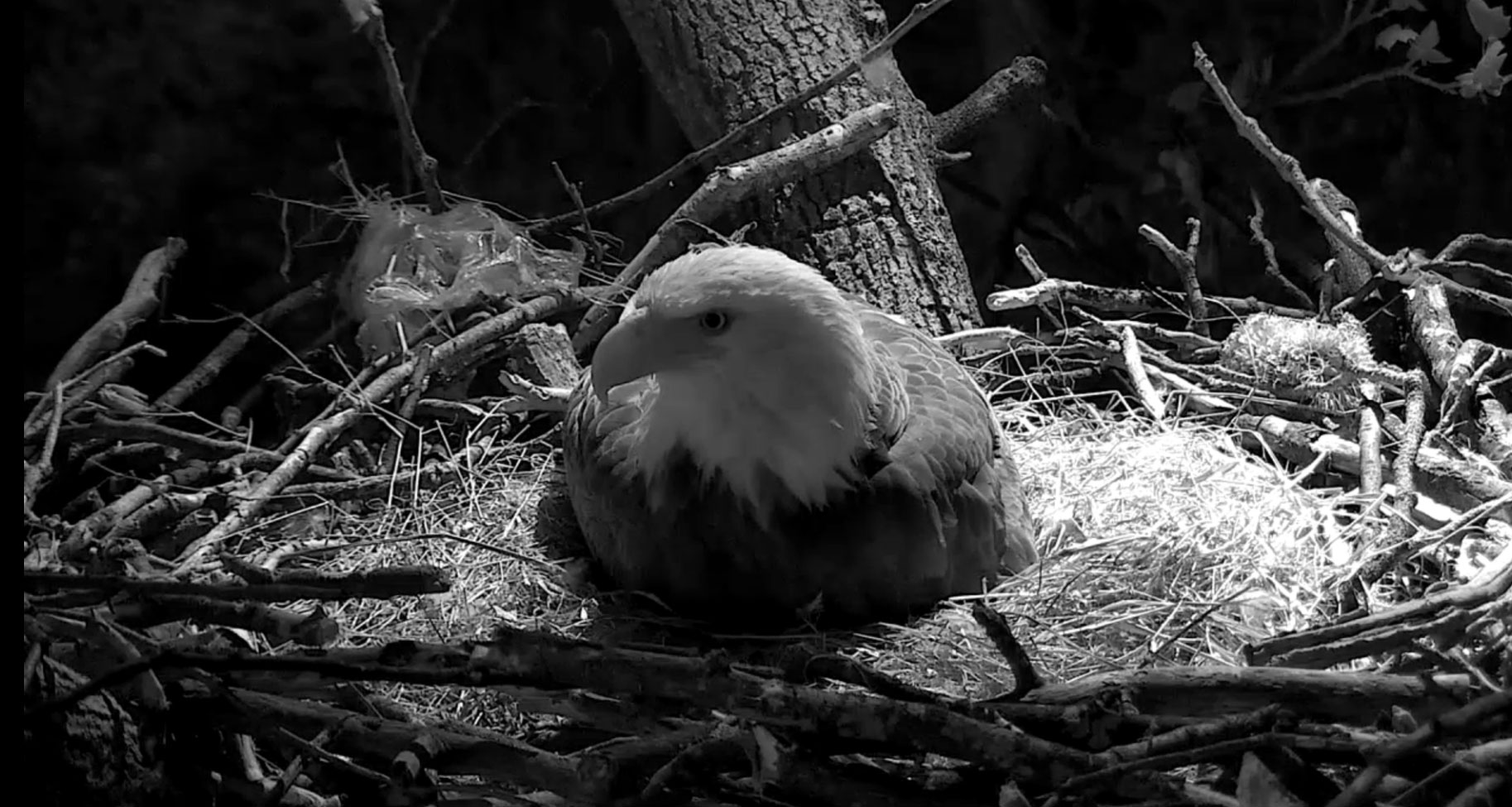 A bald eagle keeps watch over the nest shortly before 7 a.m. on March 17, 2016. (© 2016 American Eagle Foundation, EAGLES.ORG.)