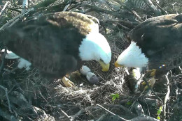 The baby eagle's parents get ready to eat a fish shortly after 8 a.m. March 18, 2016.  (© 2016 American Eagle Foundation, EAGLES.ORG.)