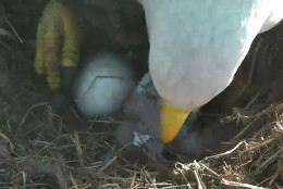 The baby eagle emerges further from its shell shortly after 8 a.m. March 18, 2016.  (© 2016 American Eagle Foundation, EAGLES.ORG.)
