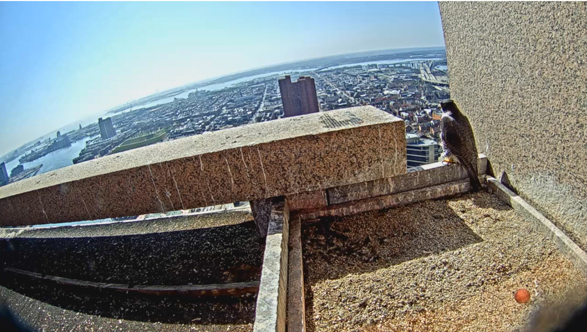 Barb the falcon lays her first egg of the 2016 season on March 16, 2016. (Courtesy Chesapeake Conservancy)