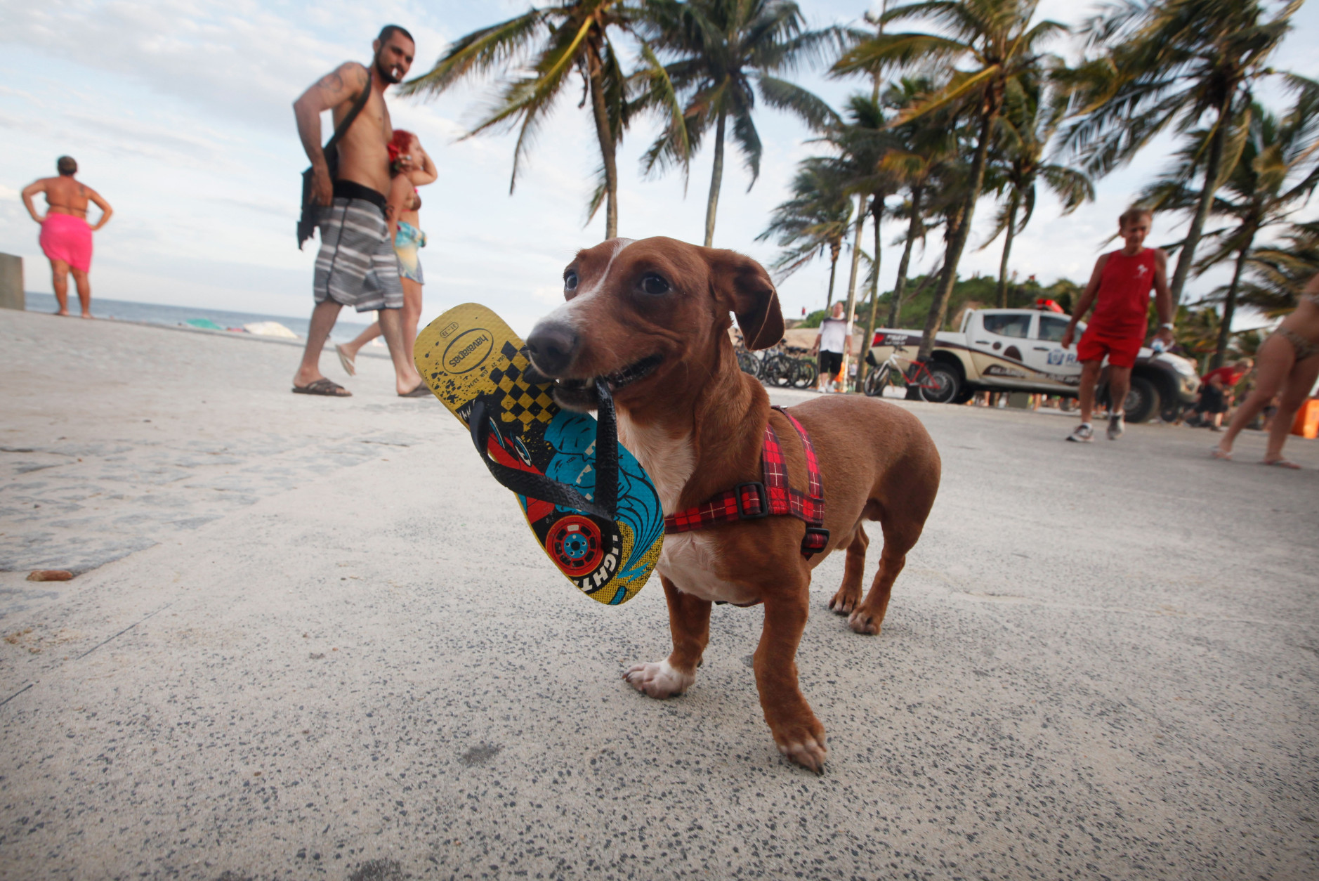 RIO DE JANEIRO, BRAZIL - FEBRUARY 28:  A dog carries a flip-flop near Ipanema beach, a popular tourist destination in Rio, on February 28, 2016 in Rio de Janeiro, Brazil. The Zika virus outbreak, which may be linked to a surge in microcephaly cases in the country, is threatening tourism in Brazil which expects to profit from hundreds of thousands of foreign visitors travelling to Rio de Janeiro during the Rio 2016 Olympic Games. The World Health Organization (WHO) has declared the outbreak, centered in Brazil, to be a "public health emergency of international concern."   (Photo by Mario Tama/Getty Images)